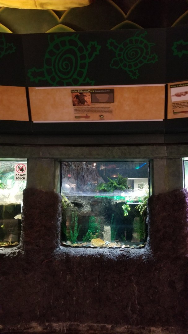 Columbus Zoo - Herp building - Example of turtle and frog area tanks (Lake Titicaca frog)