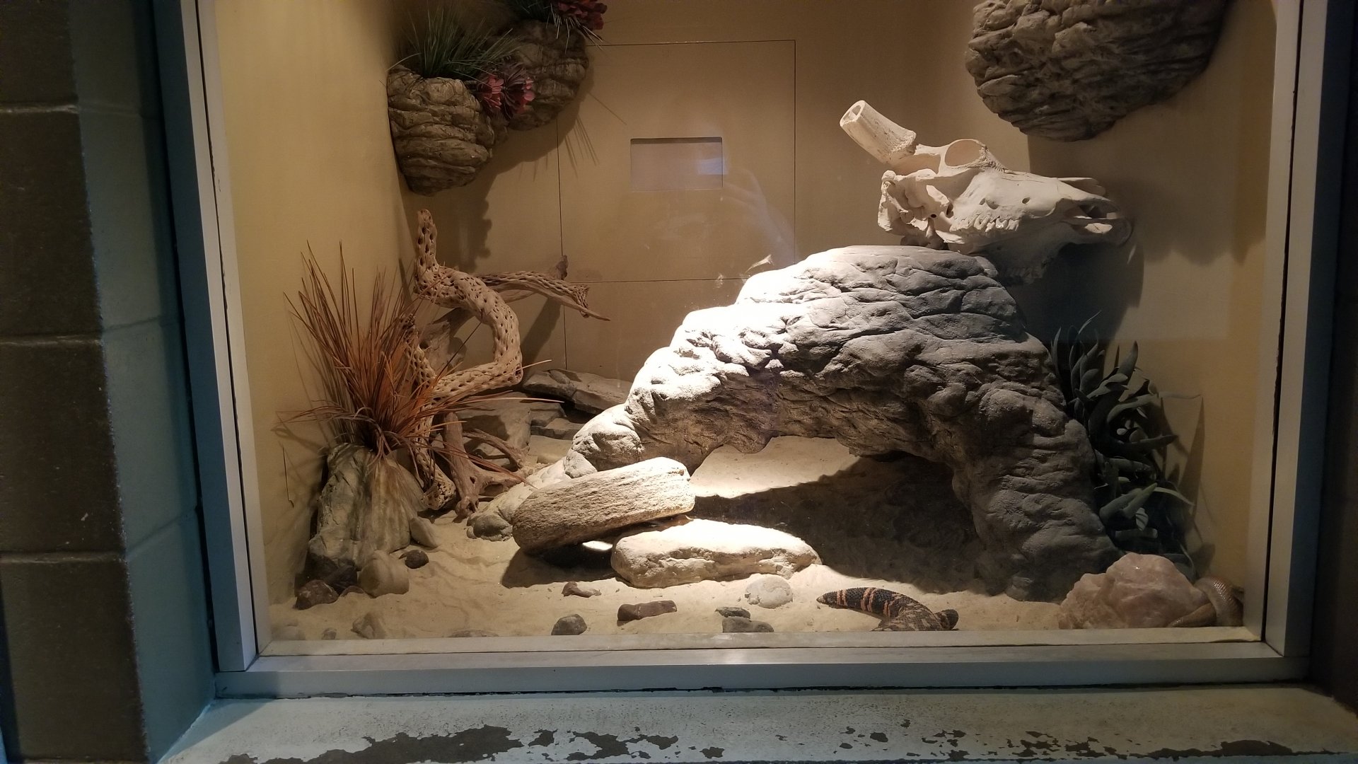 Columbus Zoo - Herp building - Gila monster, desert rosy boa