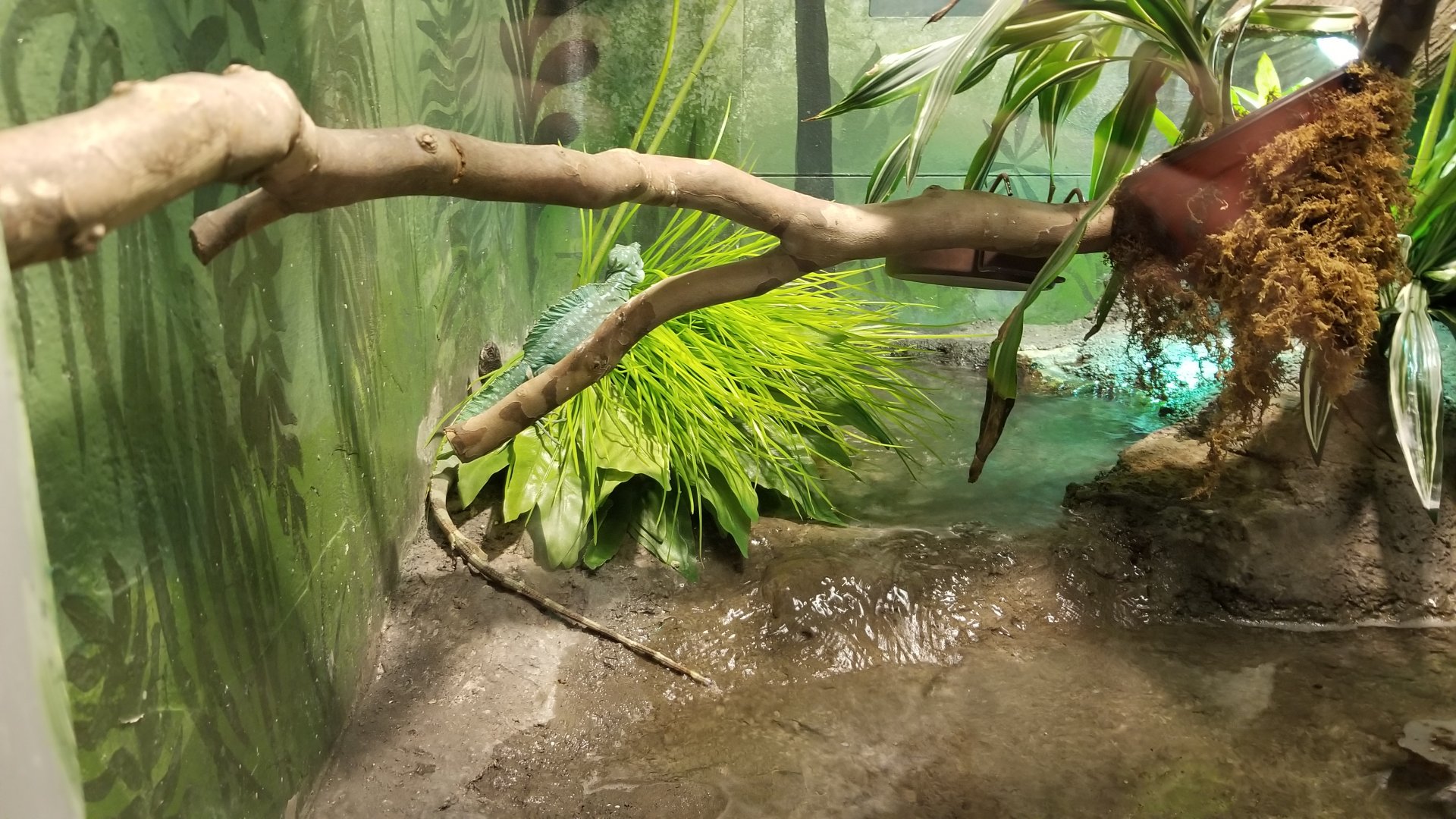 Columbus Zoo - Herp building - Green basilisk, Coahuilan box turtle