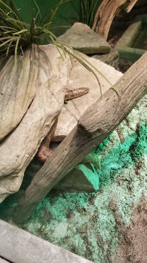 Columbus Zoo - Herp building - Kenyan sand boa