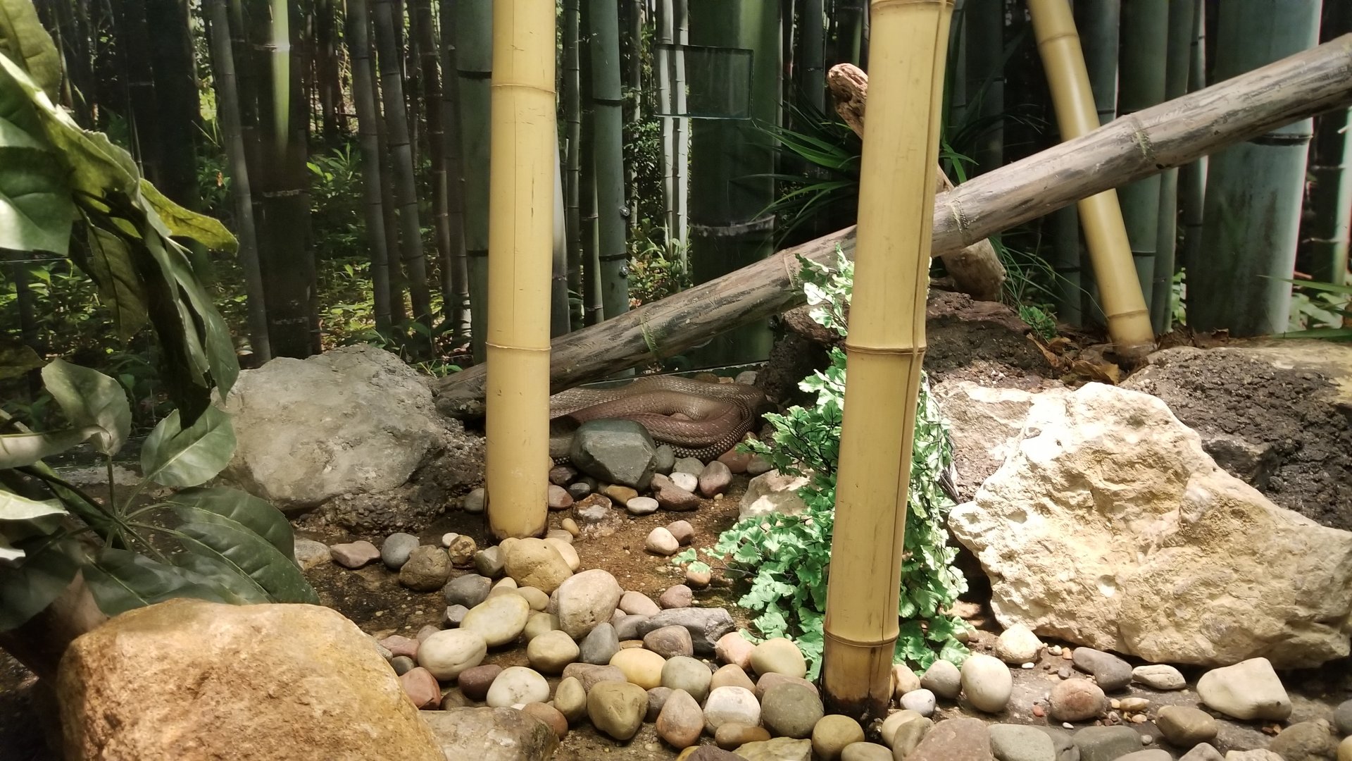 Columbus Zoo - Herp building - King cobra