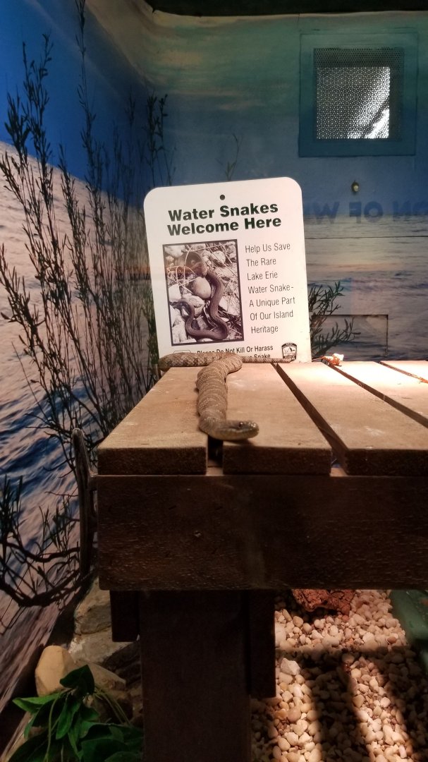 Columbus Zoo - Herp building - Lake Erie water snake