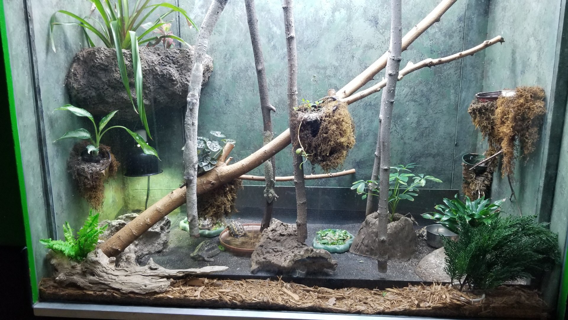 Columbus Zoo - Herp building - Leaf-tailed geckos, northern spider tortoise