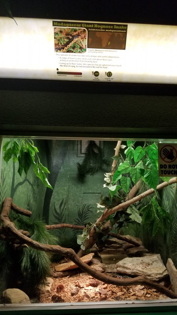 Columbus Zoo - Herp building - Madagascar giant hog-nosed snake