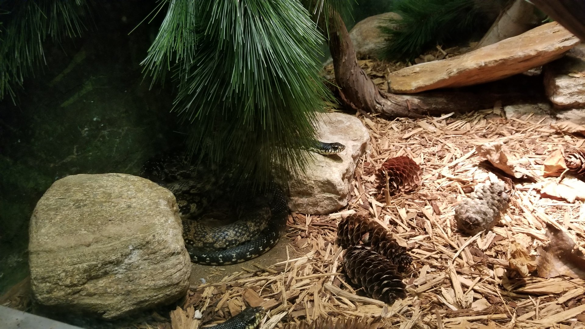 Columbus Zoo - Herp building - Madagascar giant hog-nosed snake