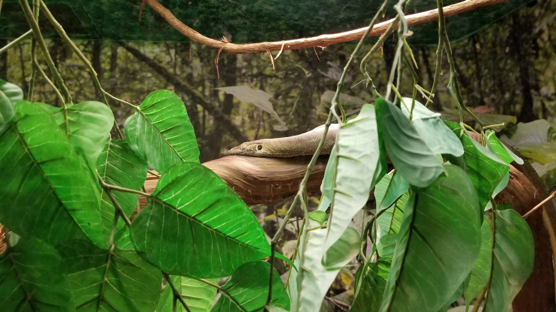 Columbus Zoo - Herp building - Merten's water monitor