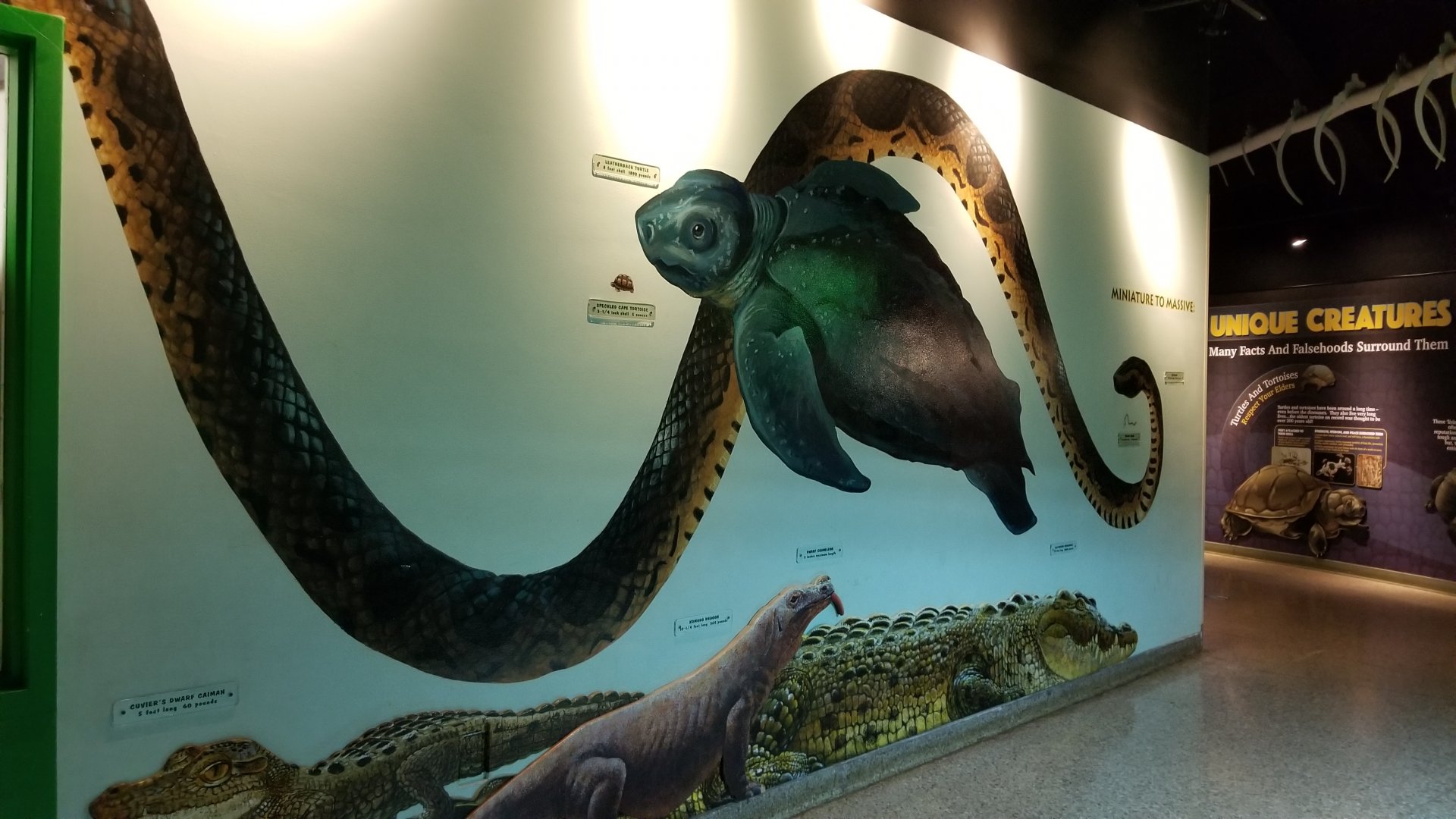 Columbus Zoo - Herp building - Mural