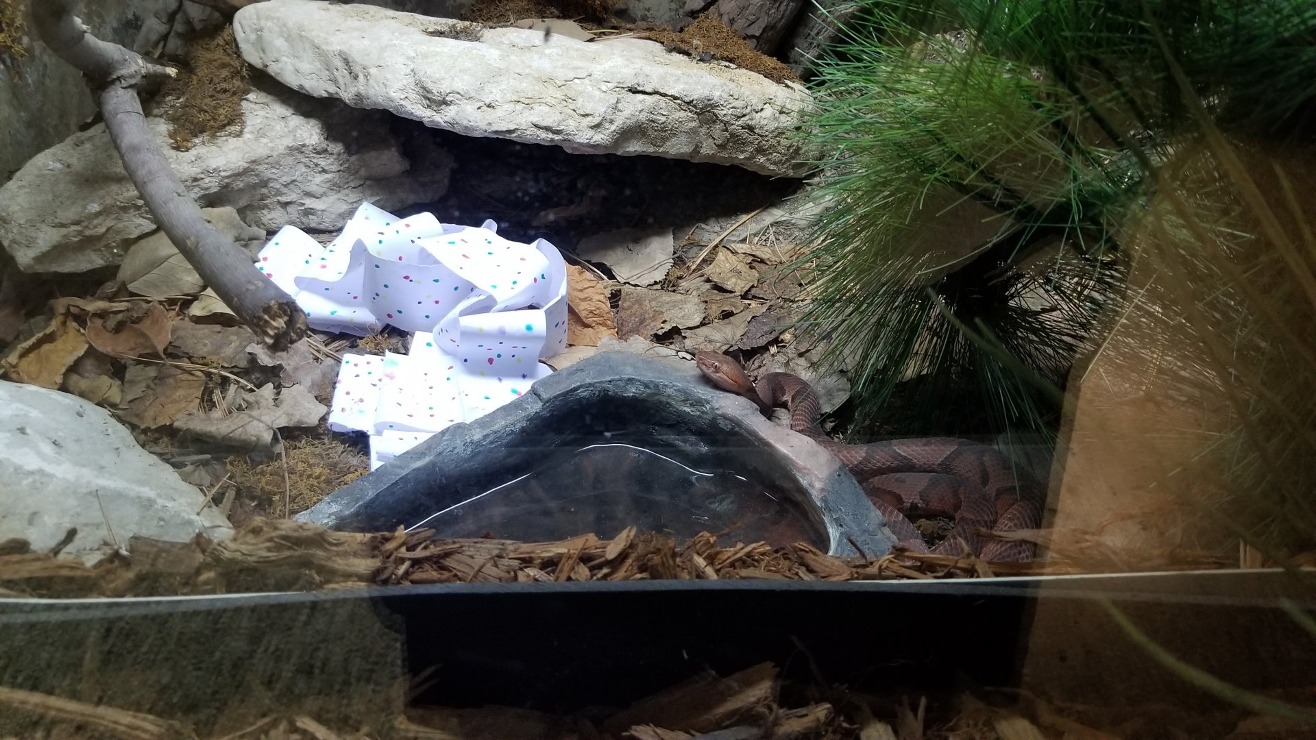 Columbus Zoo - Herp building - Northern copperhead