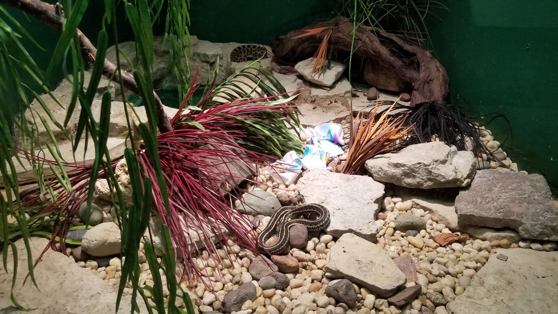 Columbus Zoo - Herp building - Plains garter snake, Eastern massasauga