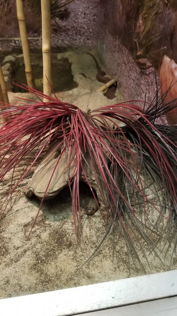 Columbus Zoo - Herp building - Red spitting cobra