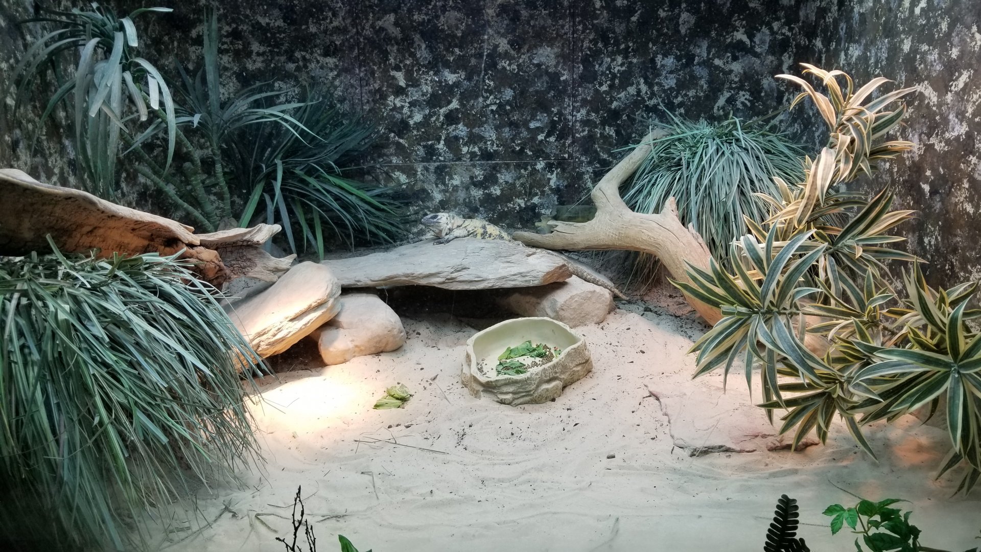 Columbus Zoo - Herp building - San Esteban chuckwalla