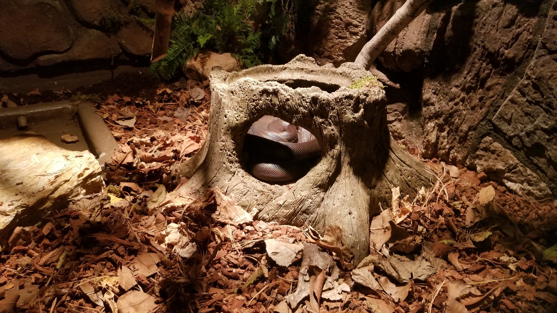 Columbus Zoo - Herp building - Savu python