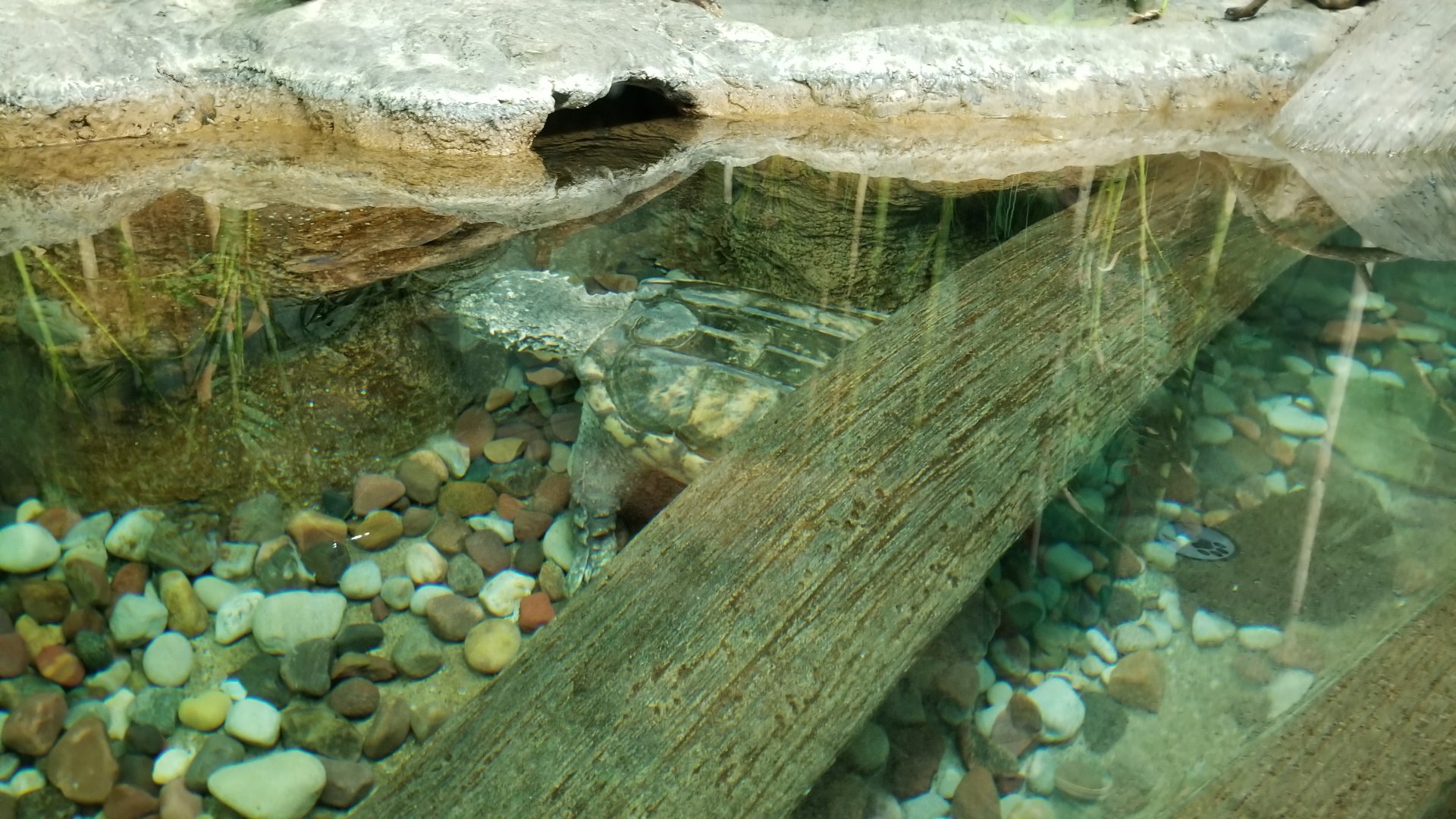 Columbus Zoo - Herp building - Snapping turtle
