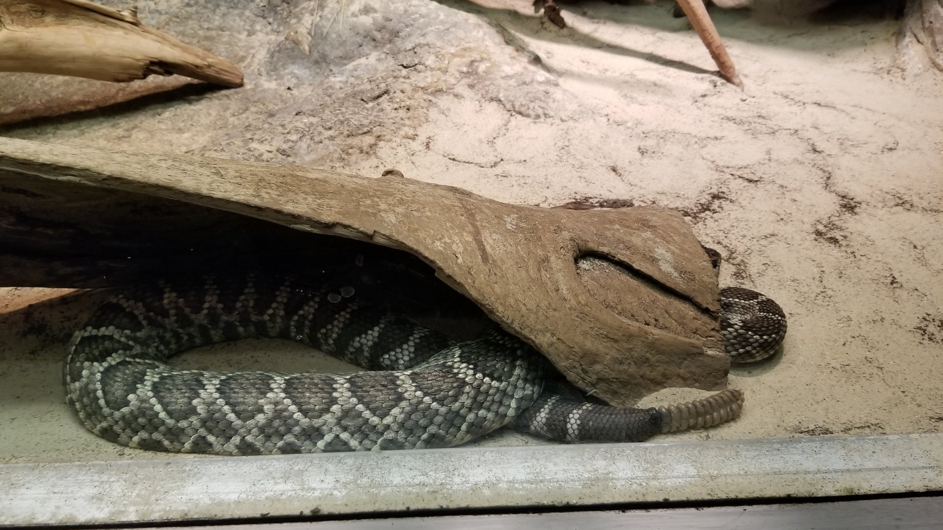 Columbus Zoo - Herp building - Southern pacific rattlesnake