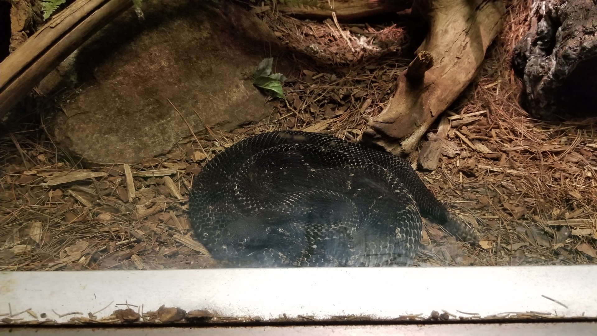 Columbus Zoo - Herp building - Timber rattlesnake