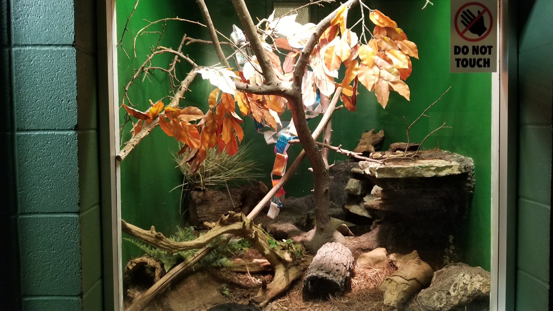 Columbus Zoo - Herp building - Timber rattlesnakes