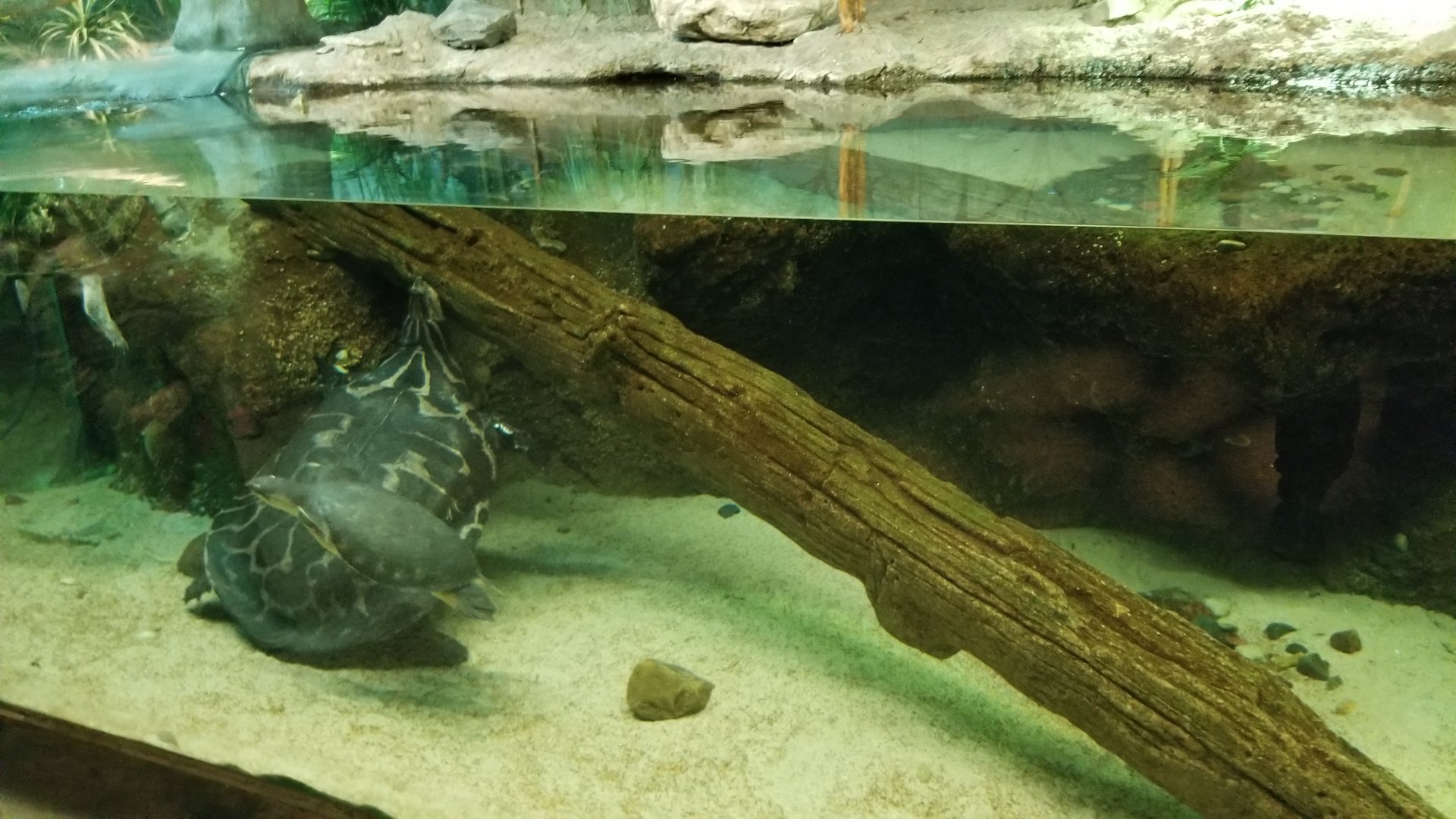 Columbus Zoo - Herp building - Turtles