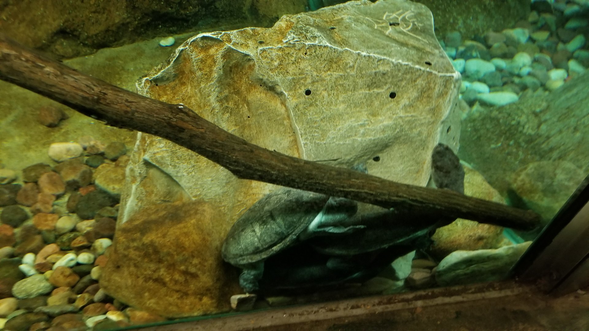 Columbus Zoo - Herp building - Turtles