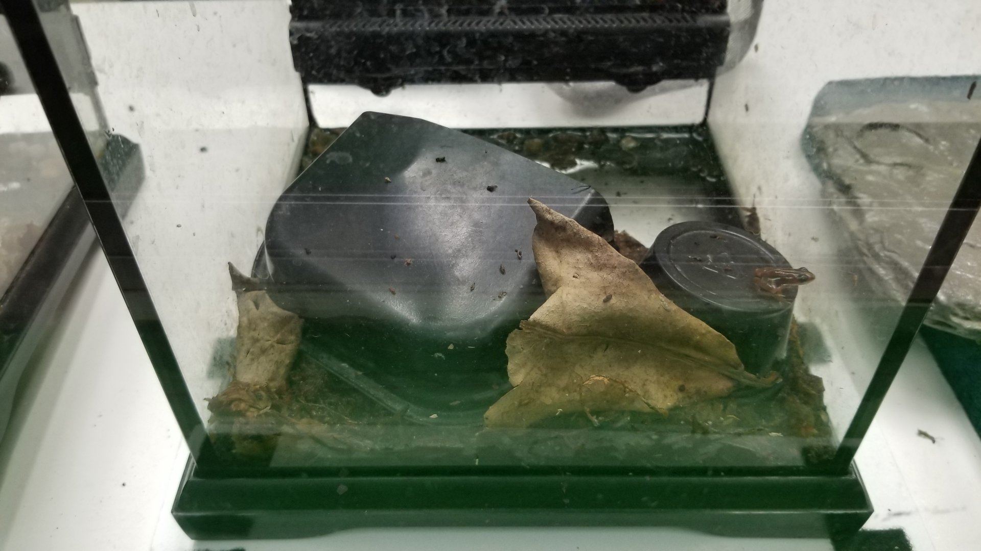 Columbus Zoo - Herp building - Unsigned frog (Anthony's?)