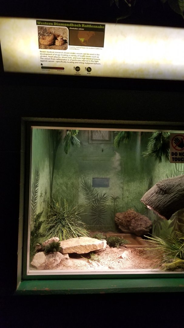 Columbus Zoo - Herp building - Western diamondback