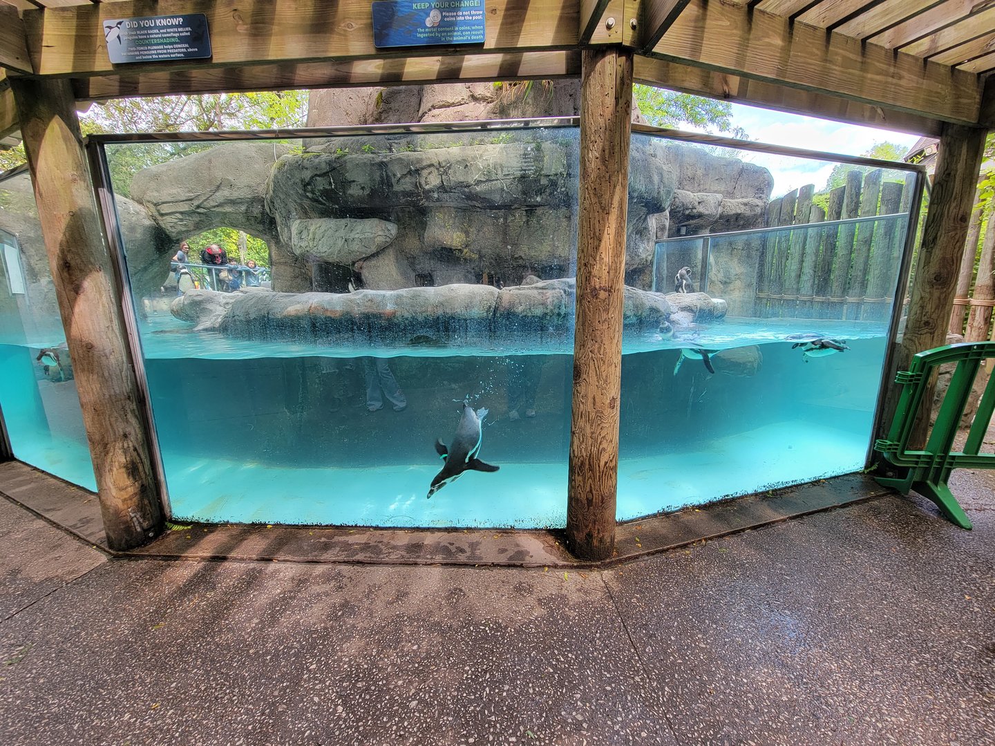 Columbus Zoo - Humboldt penguins
