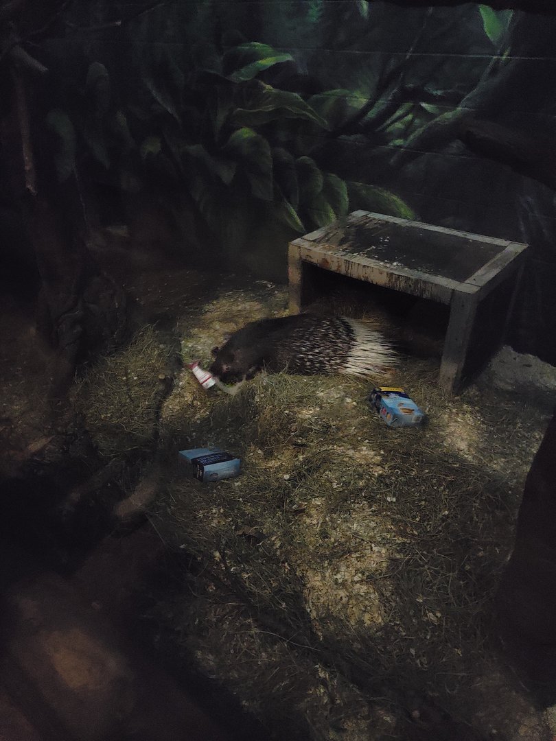 Columbus Zoo - Indian crested porcupine