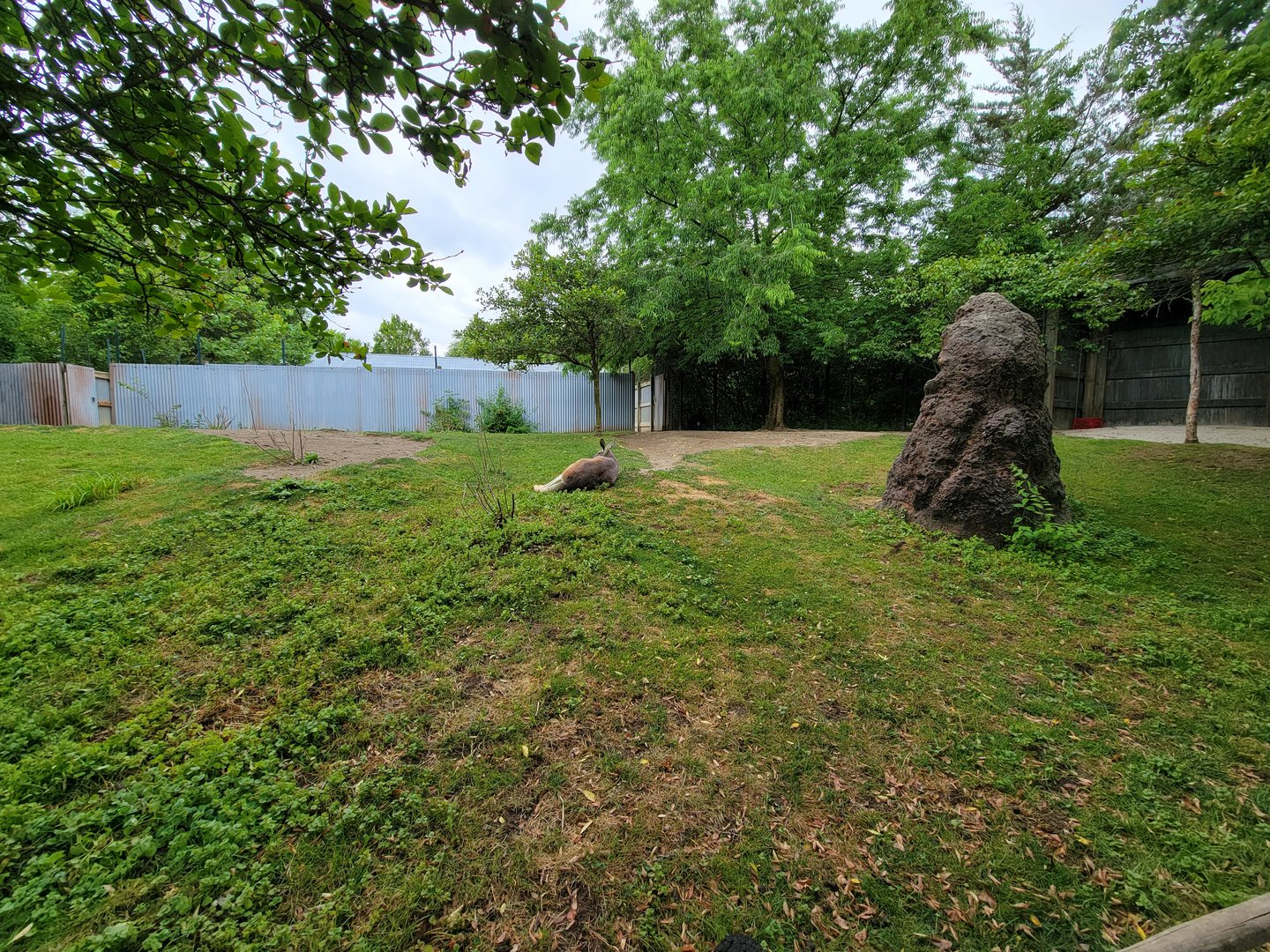 Columbus Zoo - Kangaroo Station ... not so busy