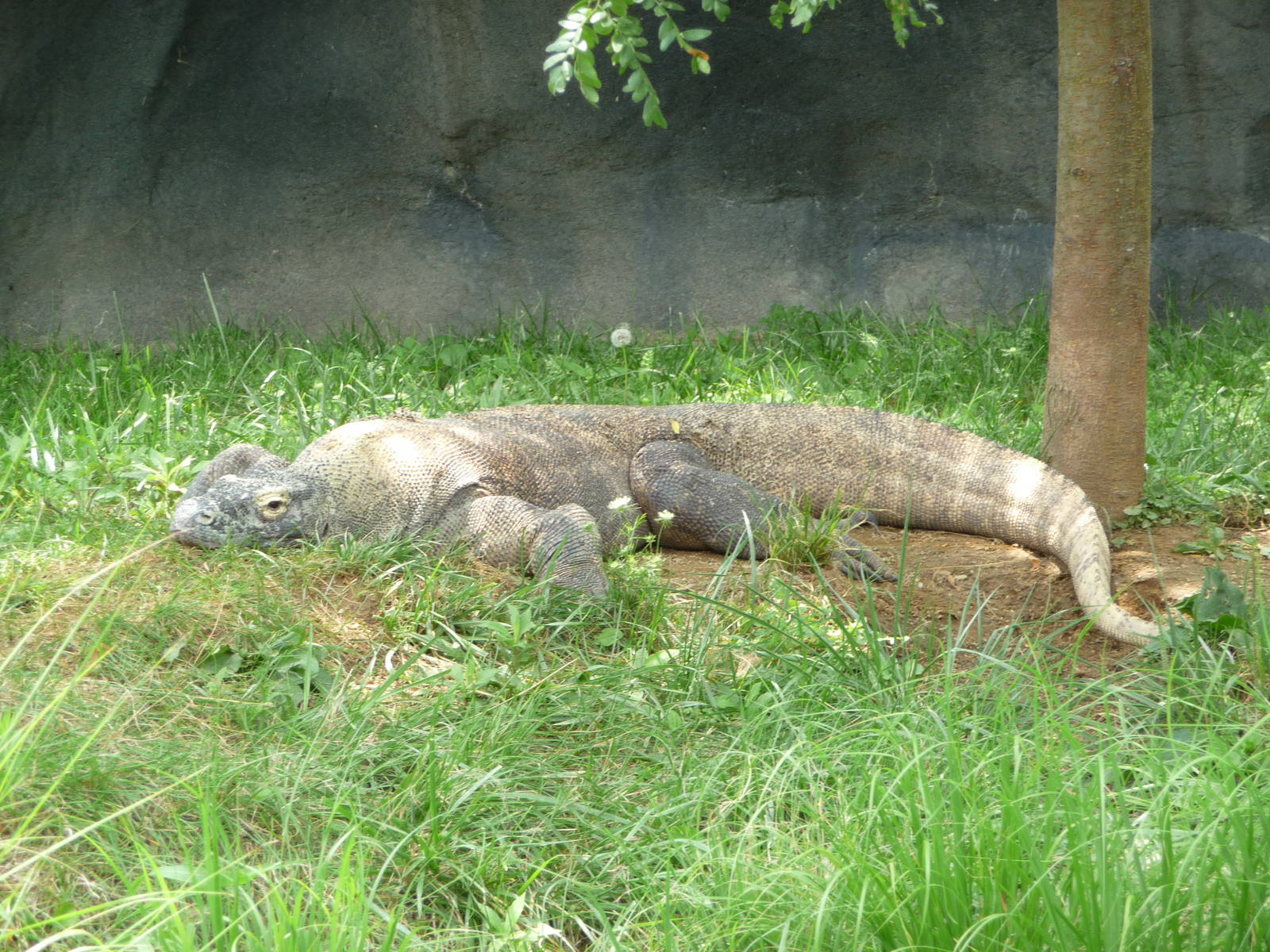 Columbus Zoo - Komodo Dragon