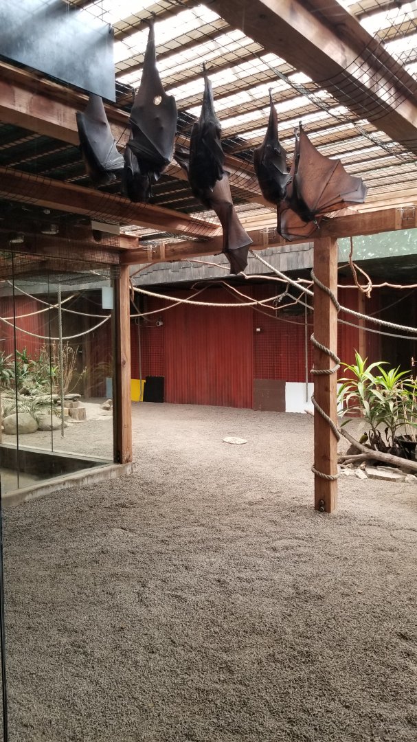 Columbus Zoo - Large flying foxes