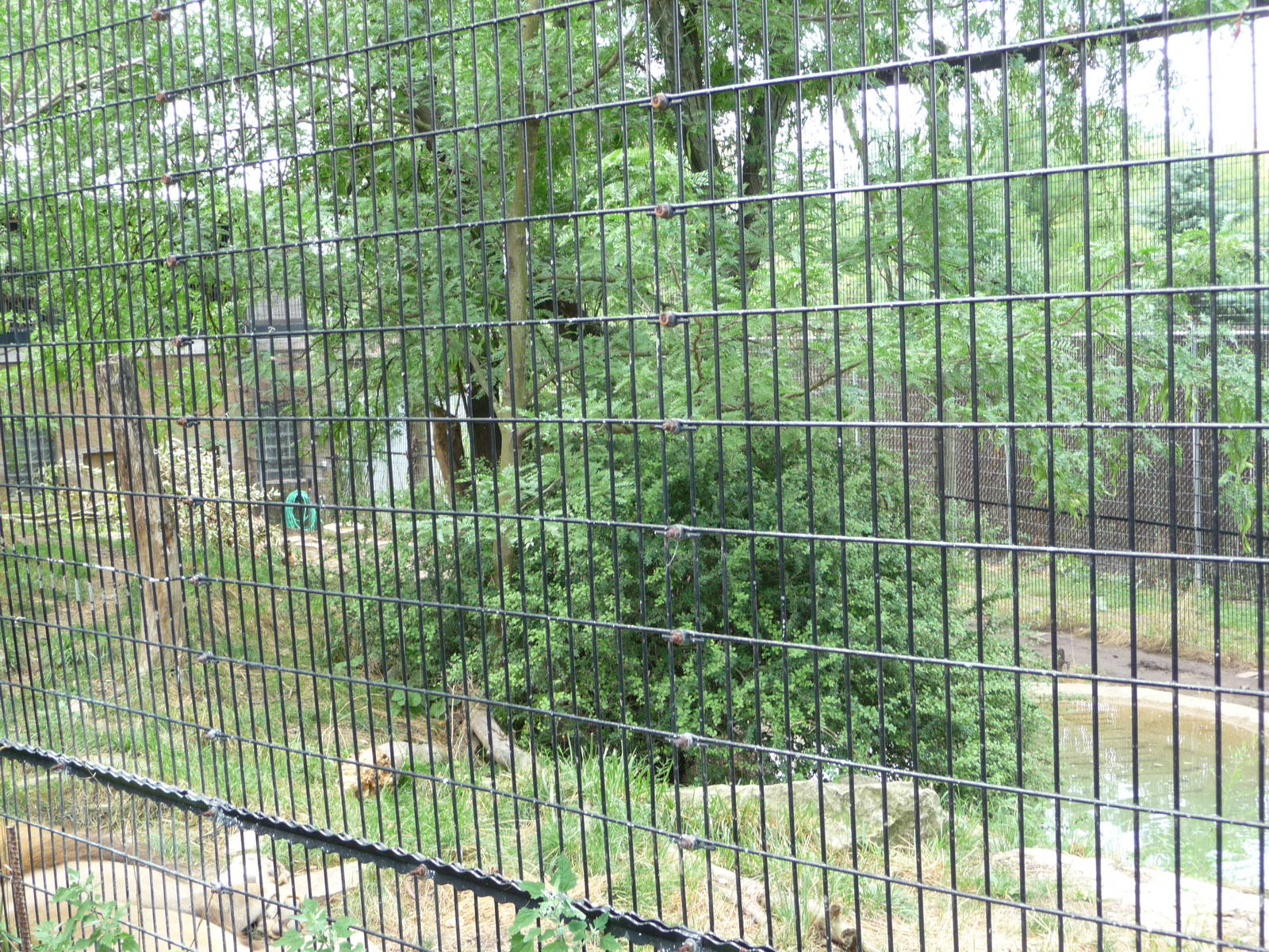 Columbus Zoo - Lion Exhibit