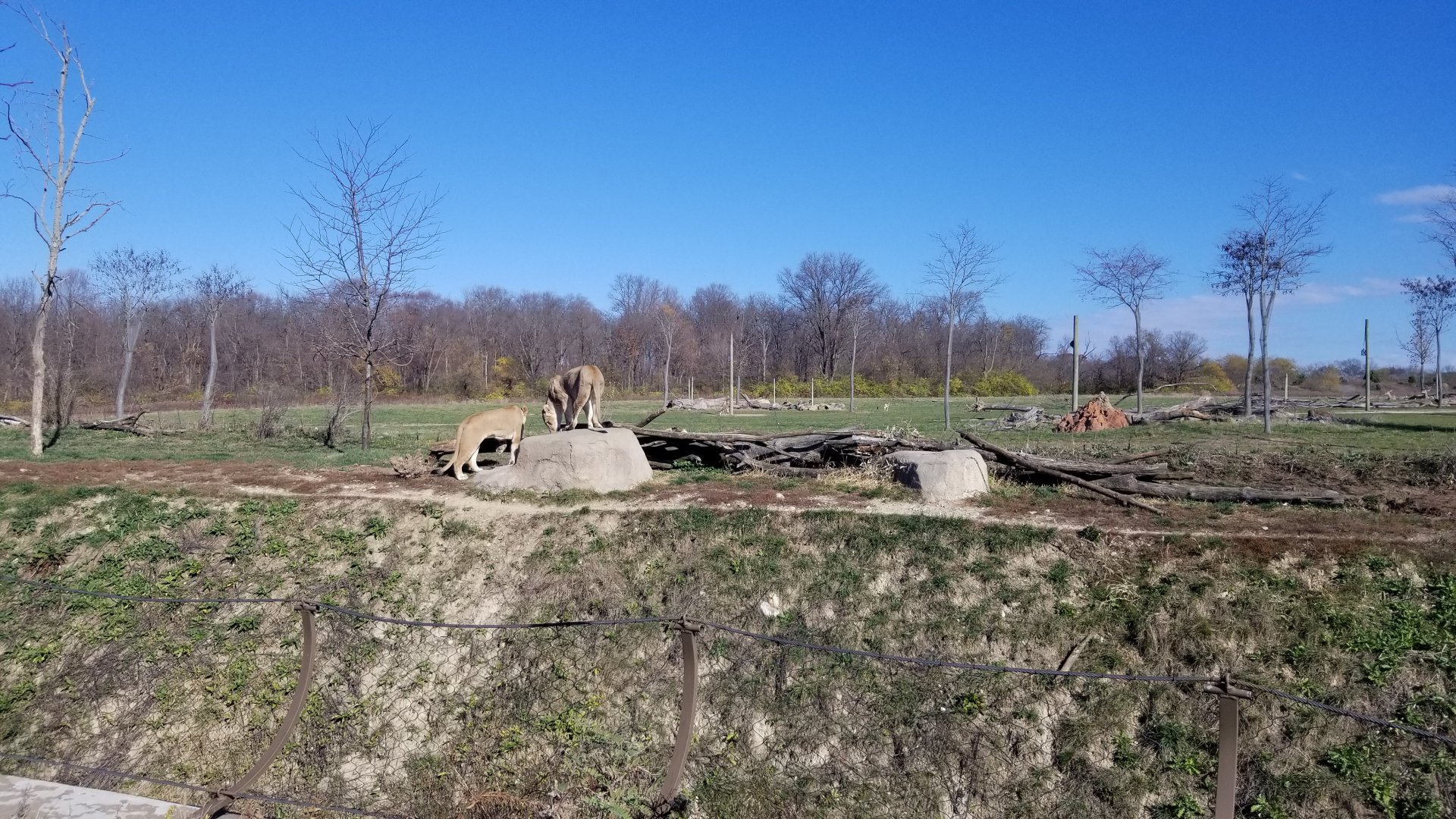Columbus Zoo - Lionnesses on ridge, investigating smells