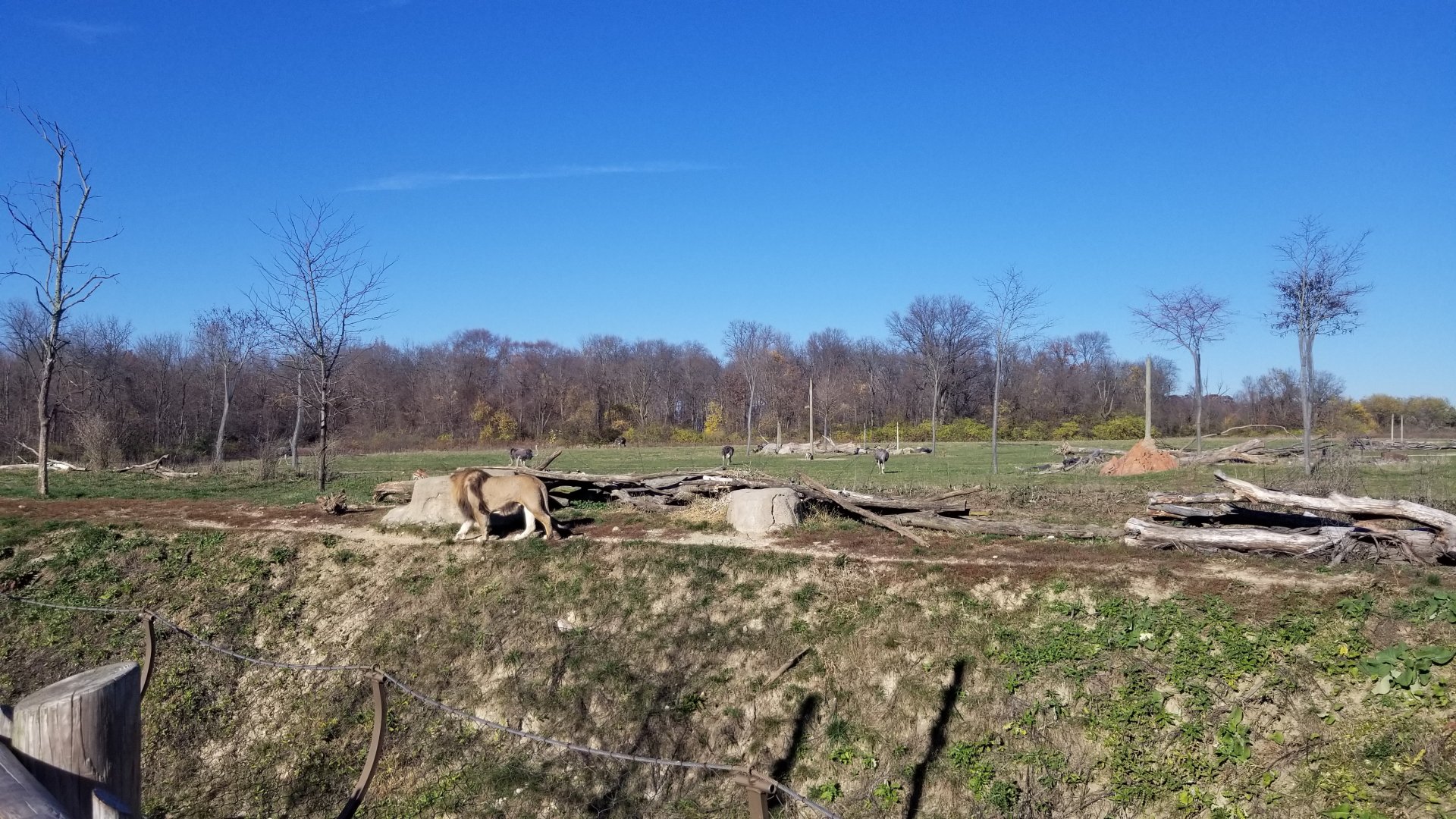 Columbus Zoo - Male lion walking the ridge in front of ostrich/ungulate area