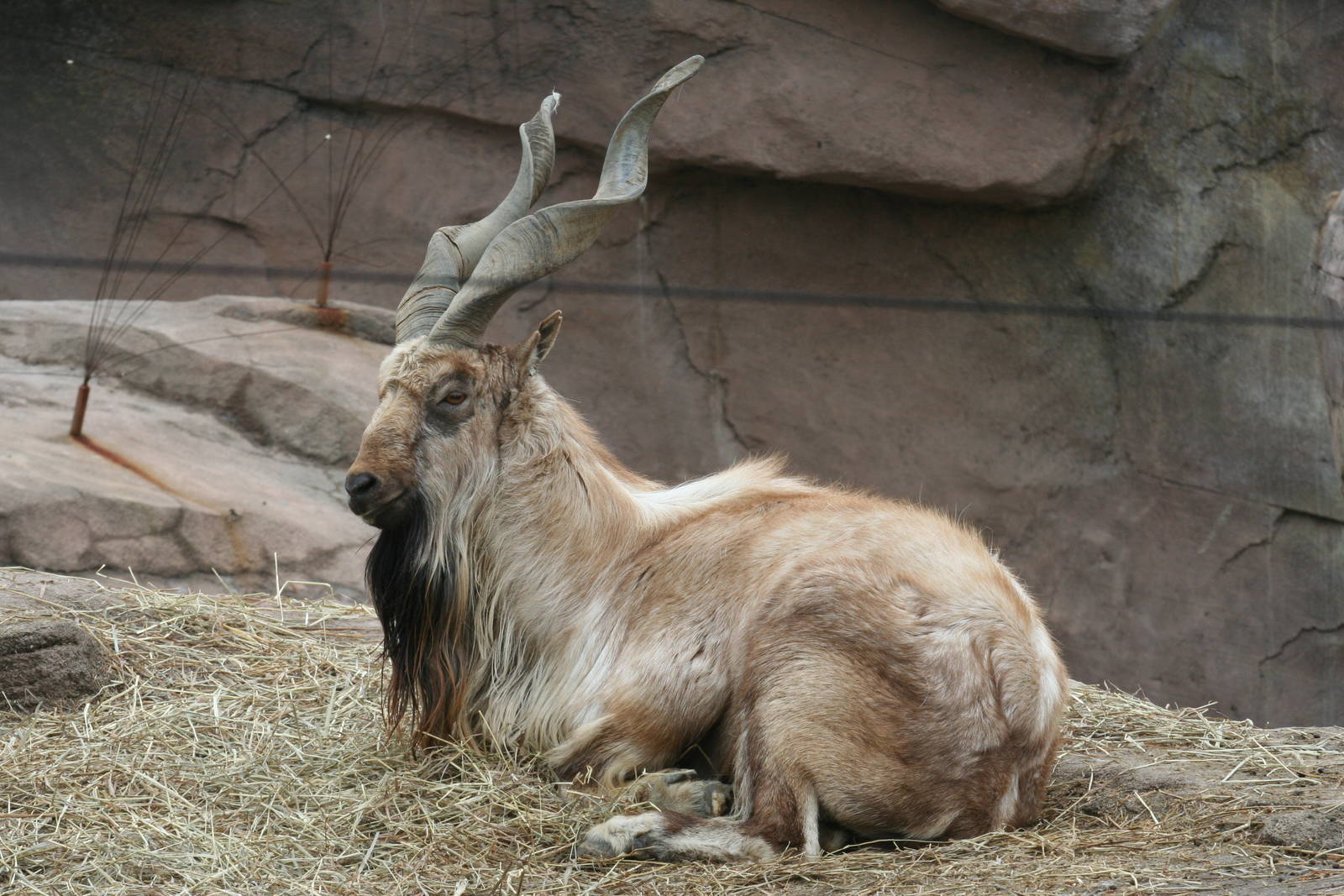 Columbus Zoo - Male Markhor