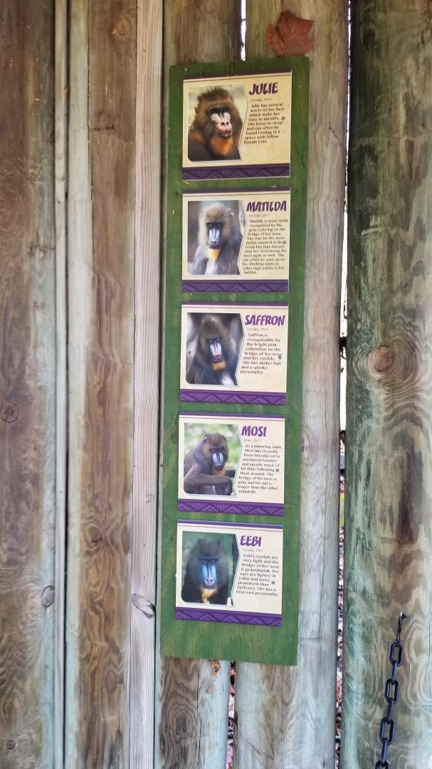 Columbus Zoo - Mandrills