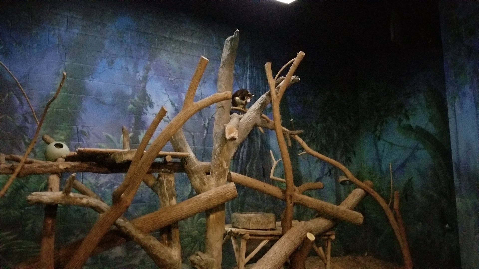 Columbus Zoo - Matschie's tree kangaroo