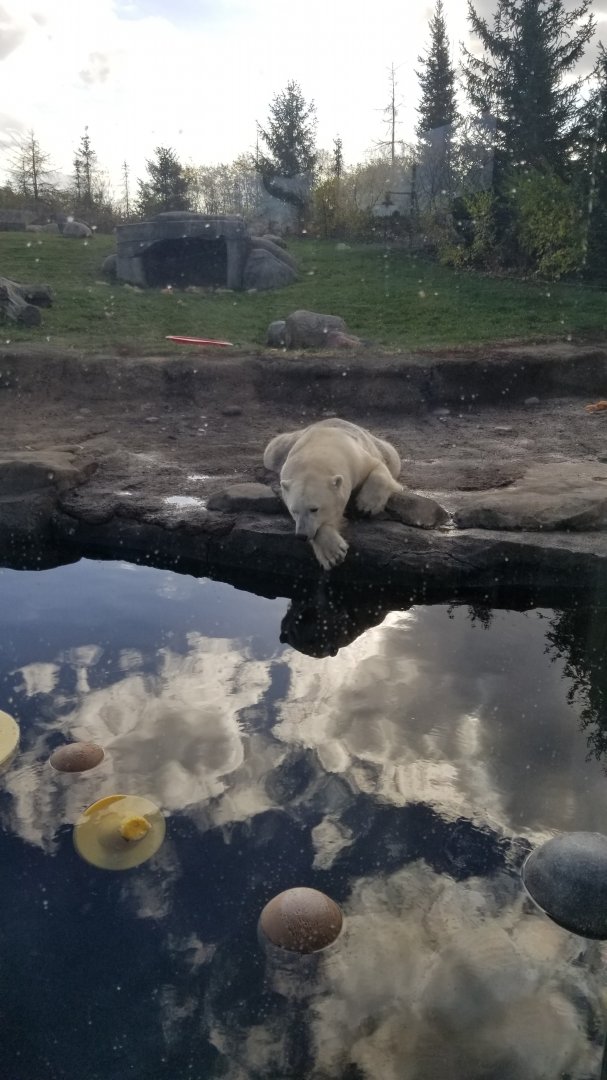 Columbus Zoo - mother polar bear