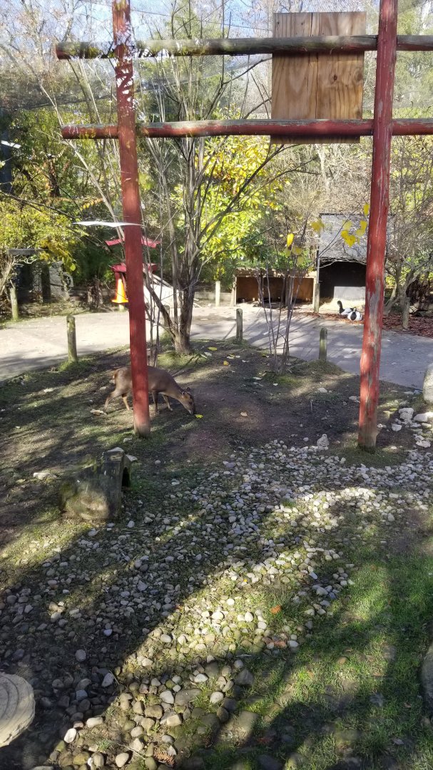 Columbus Zoo - Muntjac, birds in Asian aviary (closed)