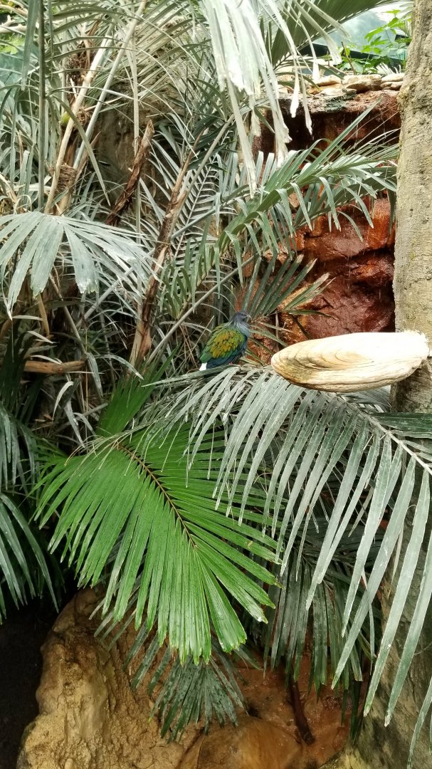 Columbus Zoo - Nicobar pigeon, Australia aviary