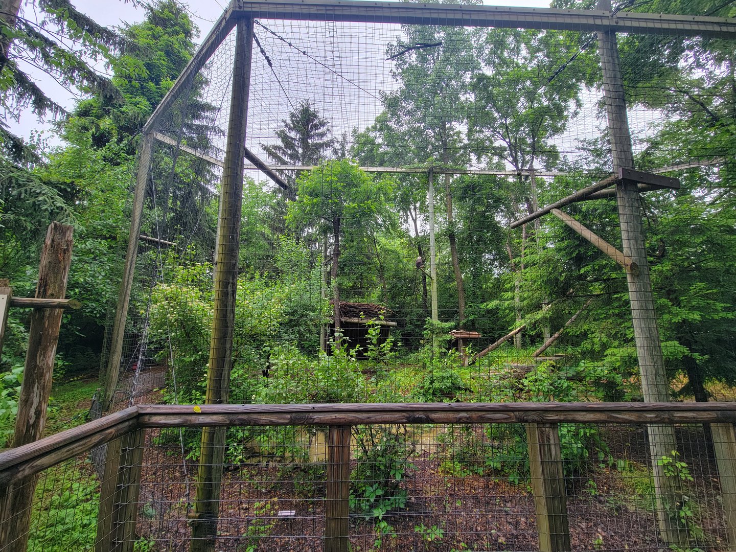 Columbus Zoo - North America, Bald eagle