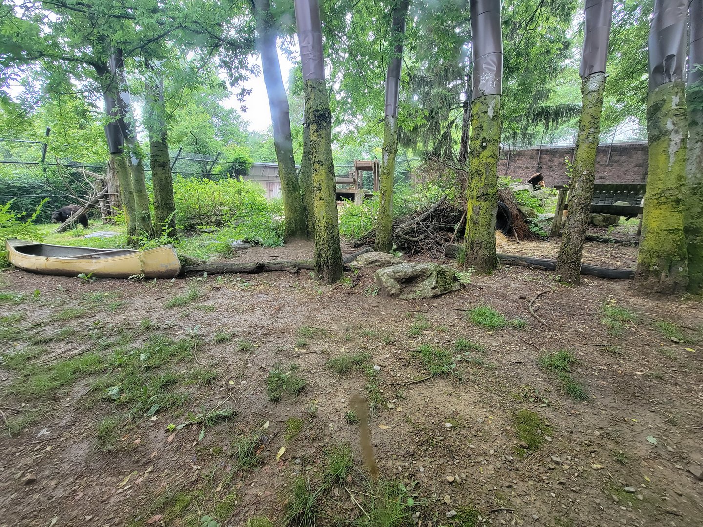 Columbus Zoo - North America, Black bears