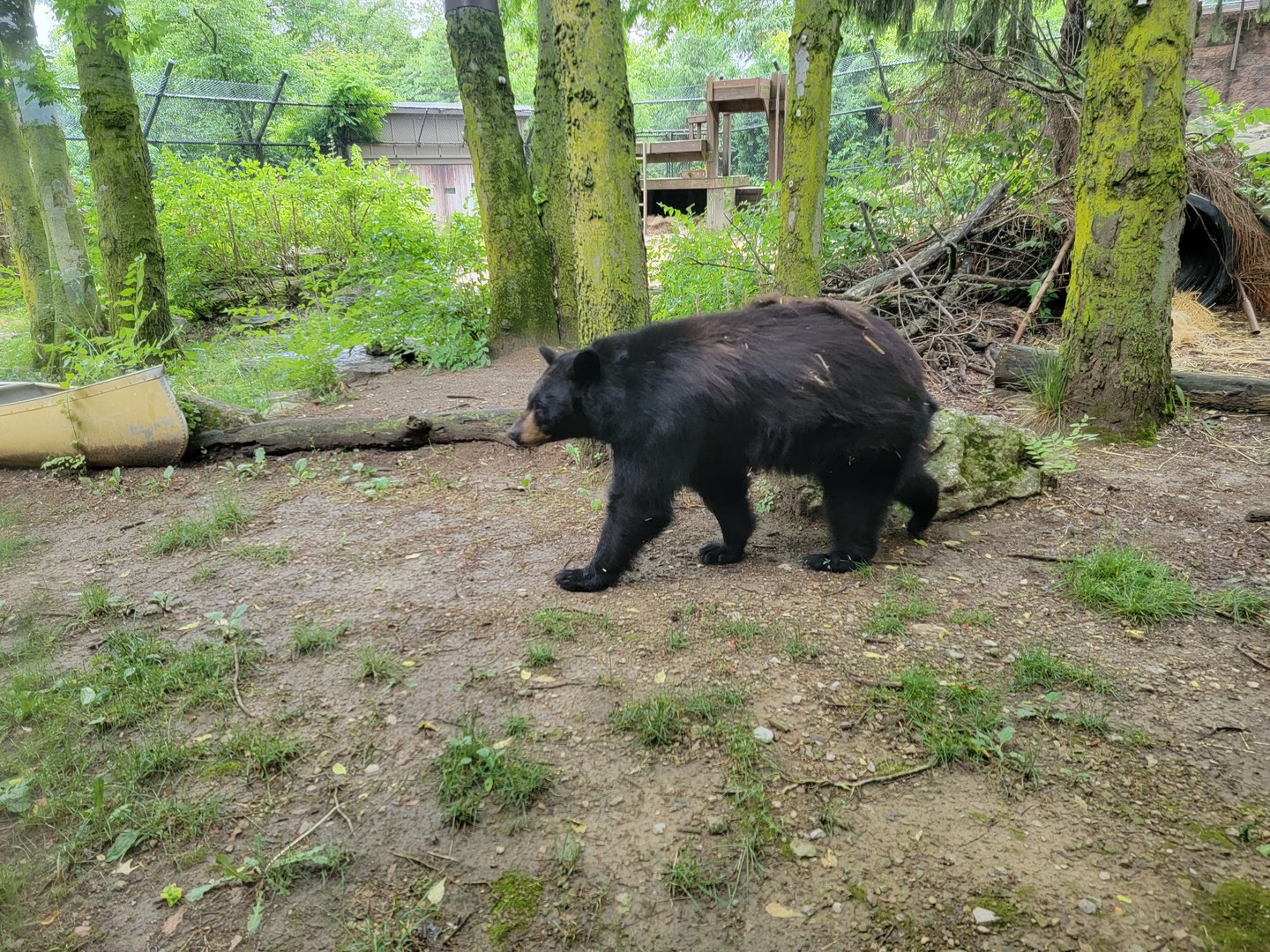 Columbus Zoo - North America, Black bears