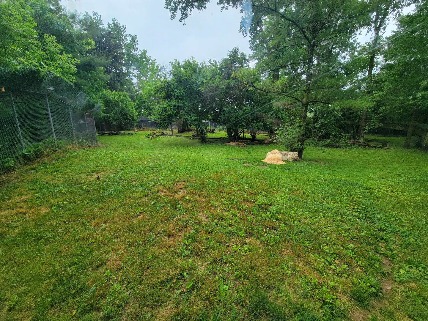 Columbus Zoo - North America, Mexican gray wolves