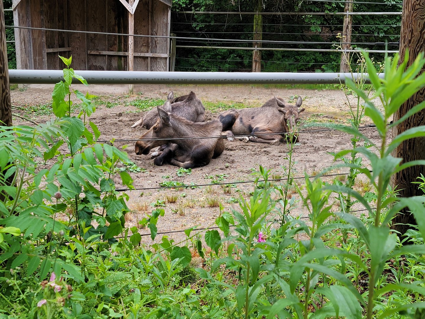 Columbus Zoo - North America, Moose, the one-year-olds