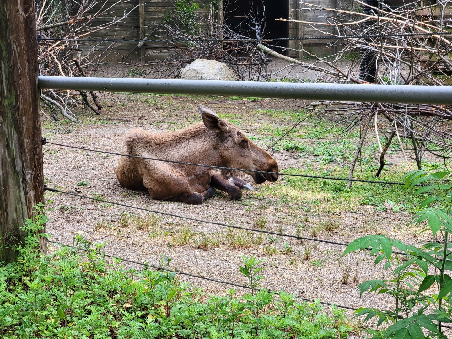 Columbus Zoo - North America, Moose, the two-year-old