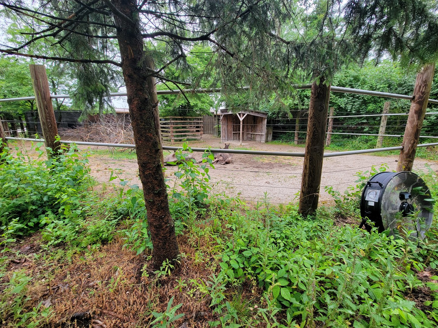 Columbus Zoo - North America, Moose