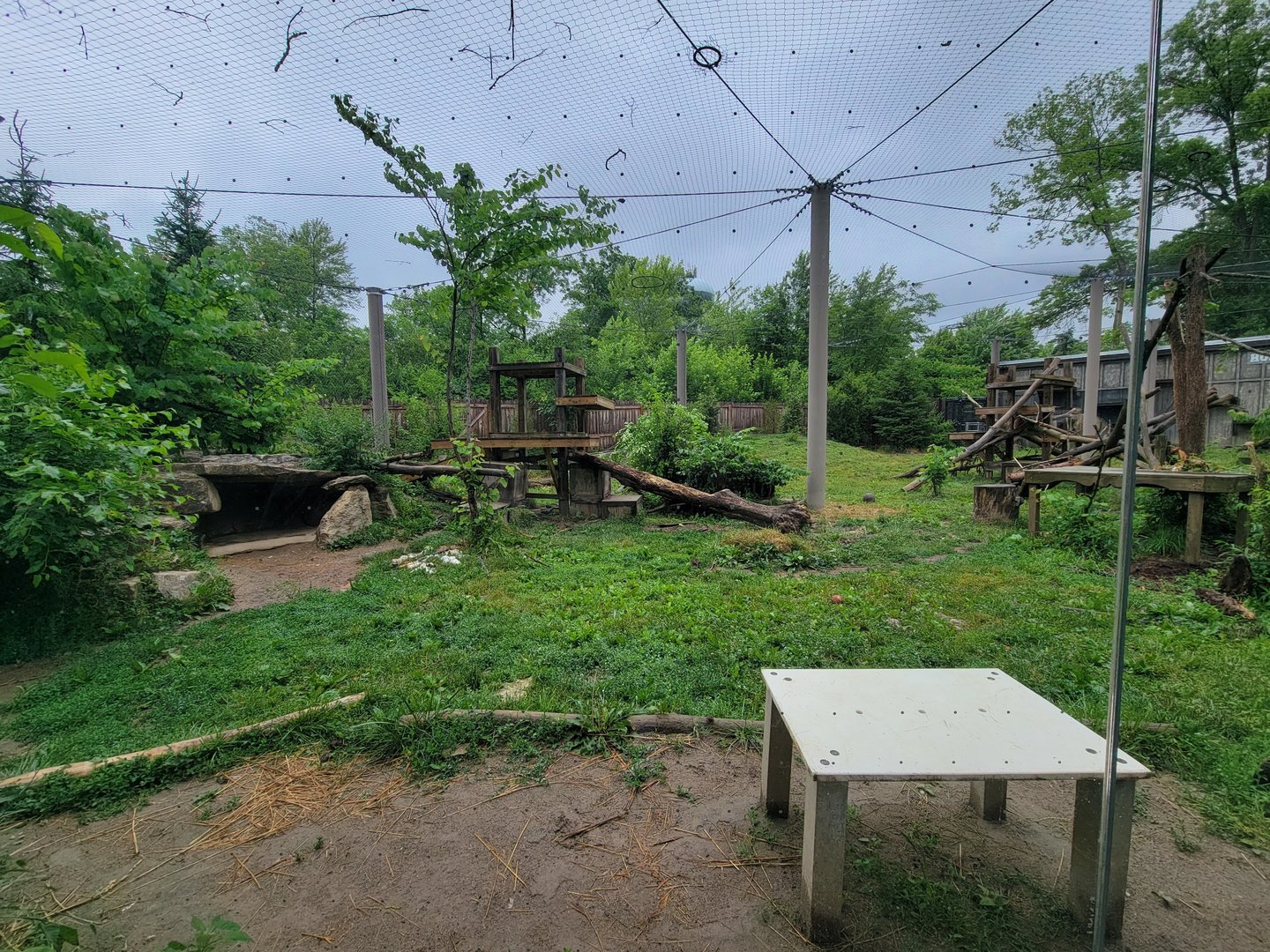 Columbus Zoo - North America, Mountain lions