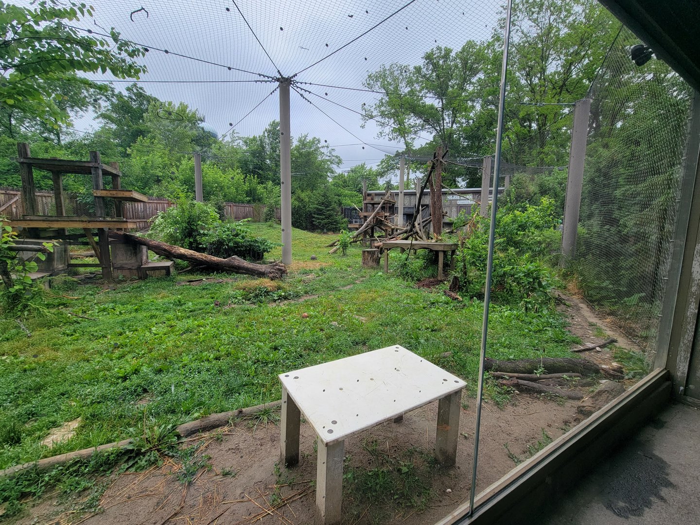 Columbus Zoo - North America, Mountain lions