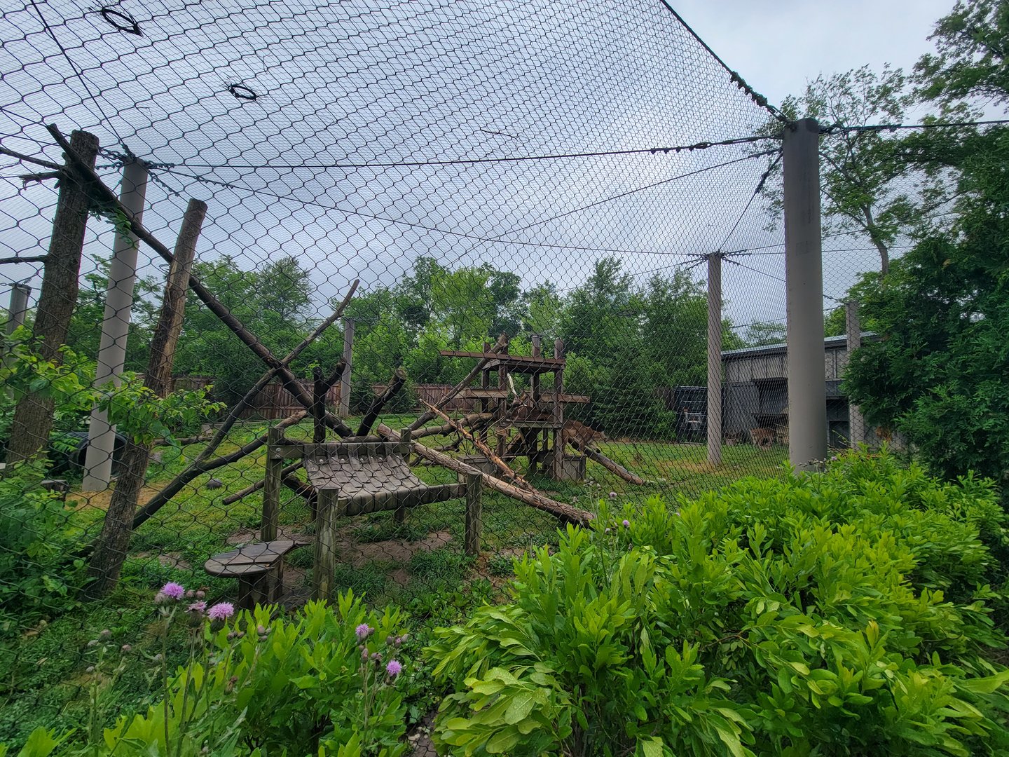 Columbus Zoo - North America, Mountain lions