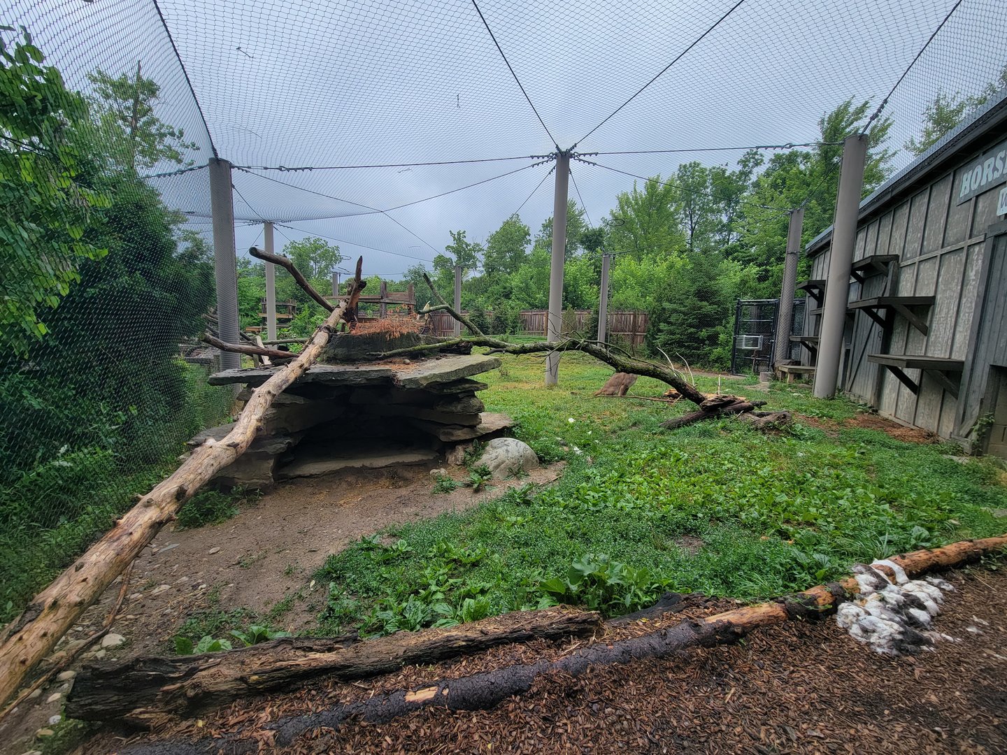 Columbus Zoo - North America, Mountain lions