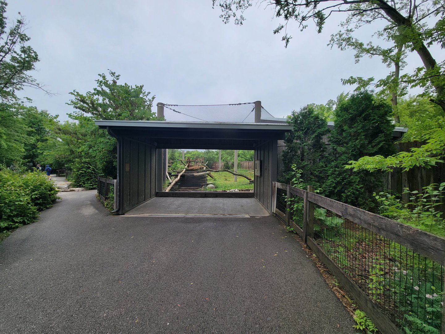 Columbus Zoo - North America, Mountain lions